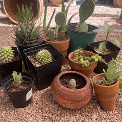 Cactus, Plants, Succulents 