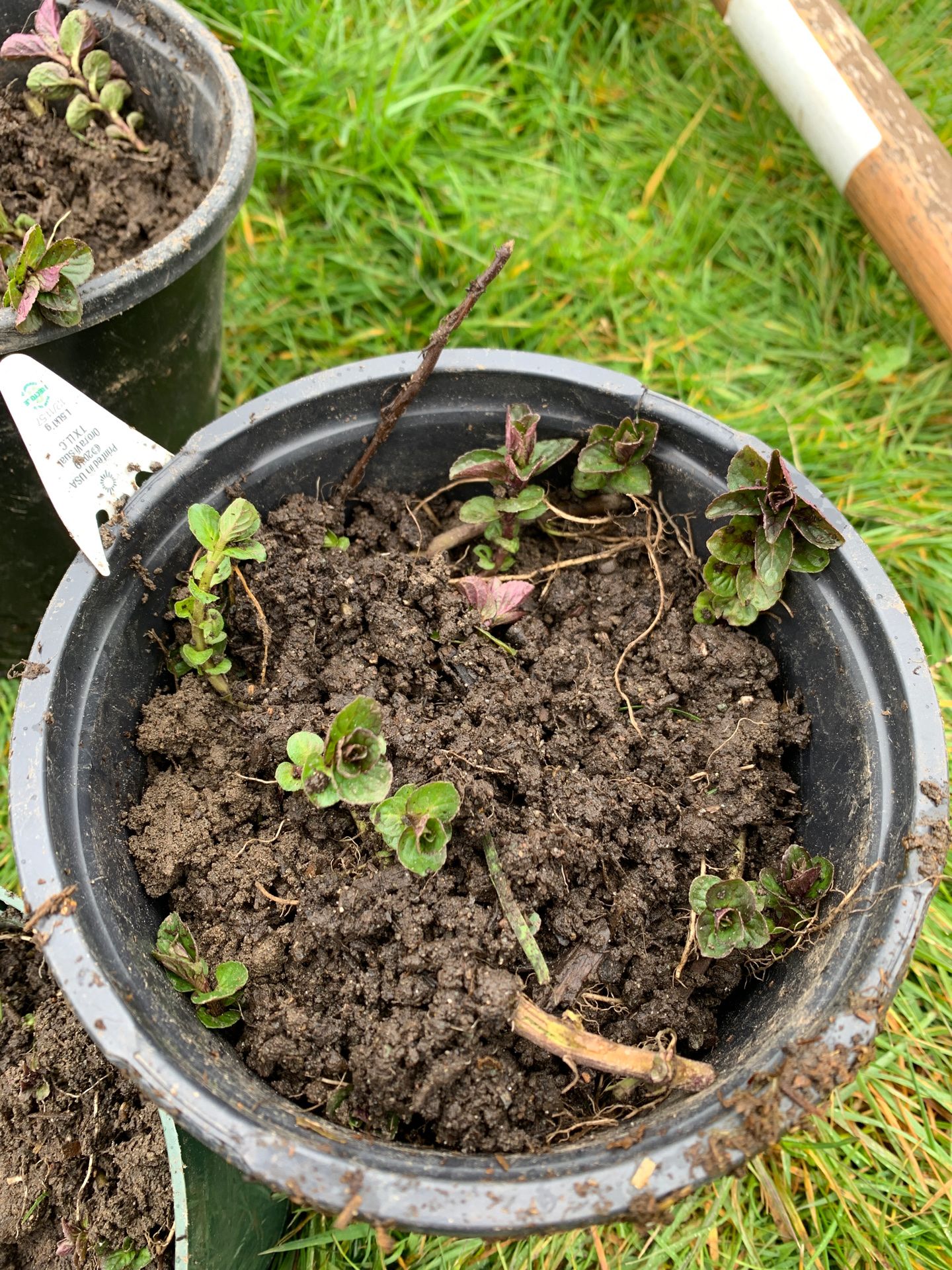 Organically grown chocolate peppermint plant