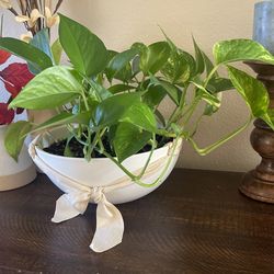 Plant