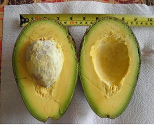 Super Hass Avocado Trees