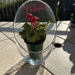 Red Flower In Glass Dome.  You Can  Also Use Glass Dome For Different Flower Plants