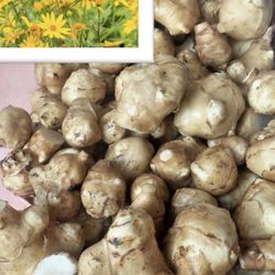 Organic Sunchokes  Large Pot 