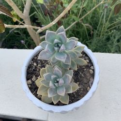 Succulent $5