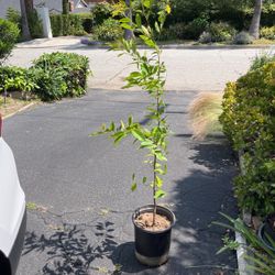 Fica Tree In Pot Decorative Green Plant 
