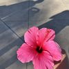 Aloha 🤙