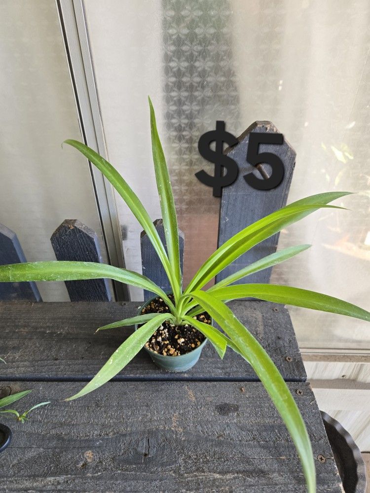 Spider Plant
