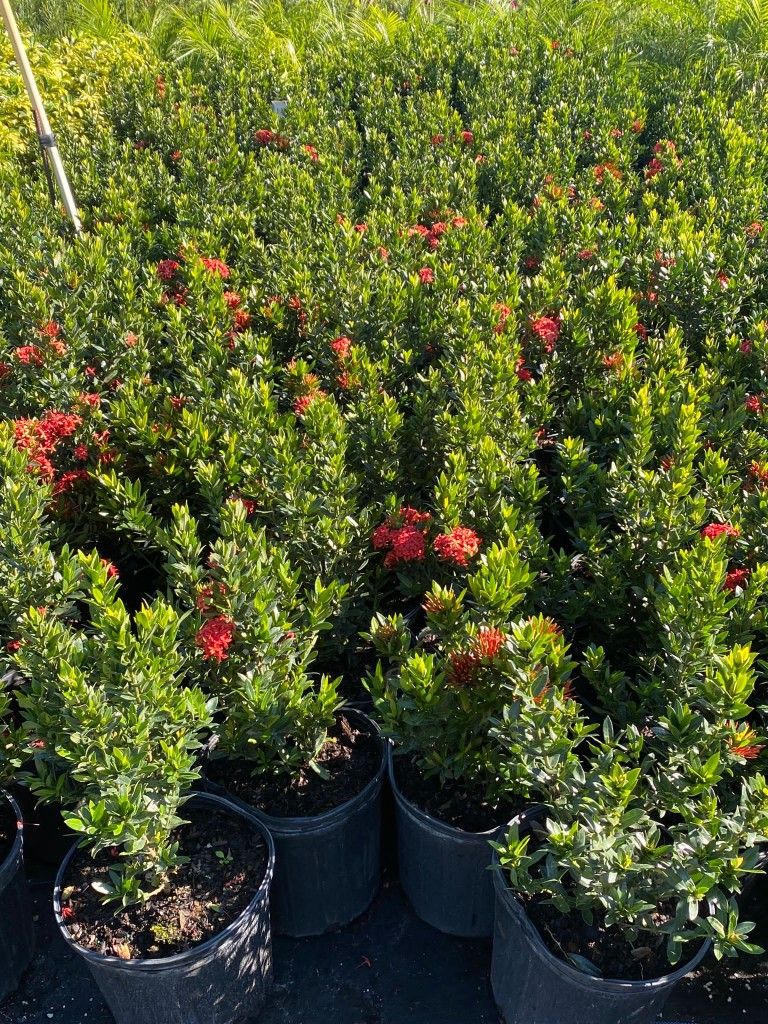 Ixoras plants