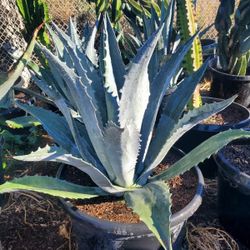Agave. Blue America