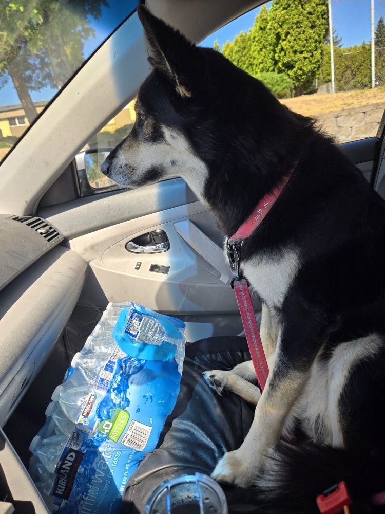 Free Dog