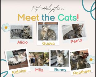 Adopt a Cat