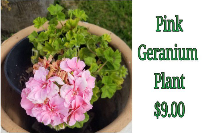 Pink Geranium Plant 