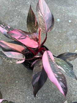 Pink Princess Philodendron