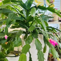 Beautiful Christmas Cactus 