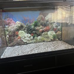 30 Gallon Aquarium / Fish Tank