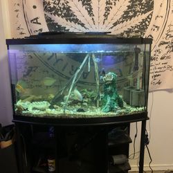 Got 2, 55 gallon Bow Front Fish Tanks With Stands! Then I Got A 55 Gallon Tank Without A Stand. They All Hold Water Perfectly Fine