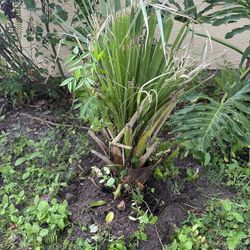 Young Sabal Palm Tree - Ready to Plant!