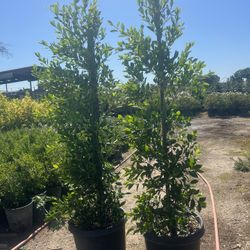 Ficus Nitida 15 Gallon Privacy