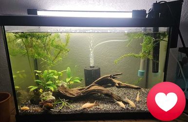 20gl fish tank