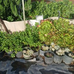 Cactus Succulents Plants In 1 Gall.  Sale