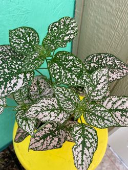 Hypoestes