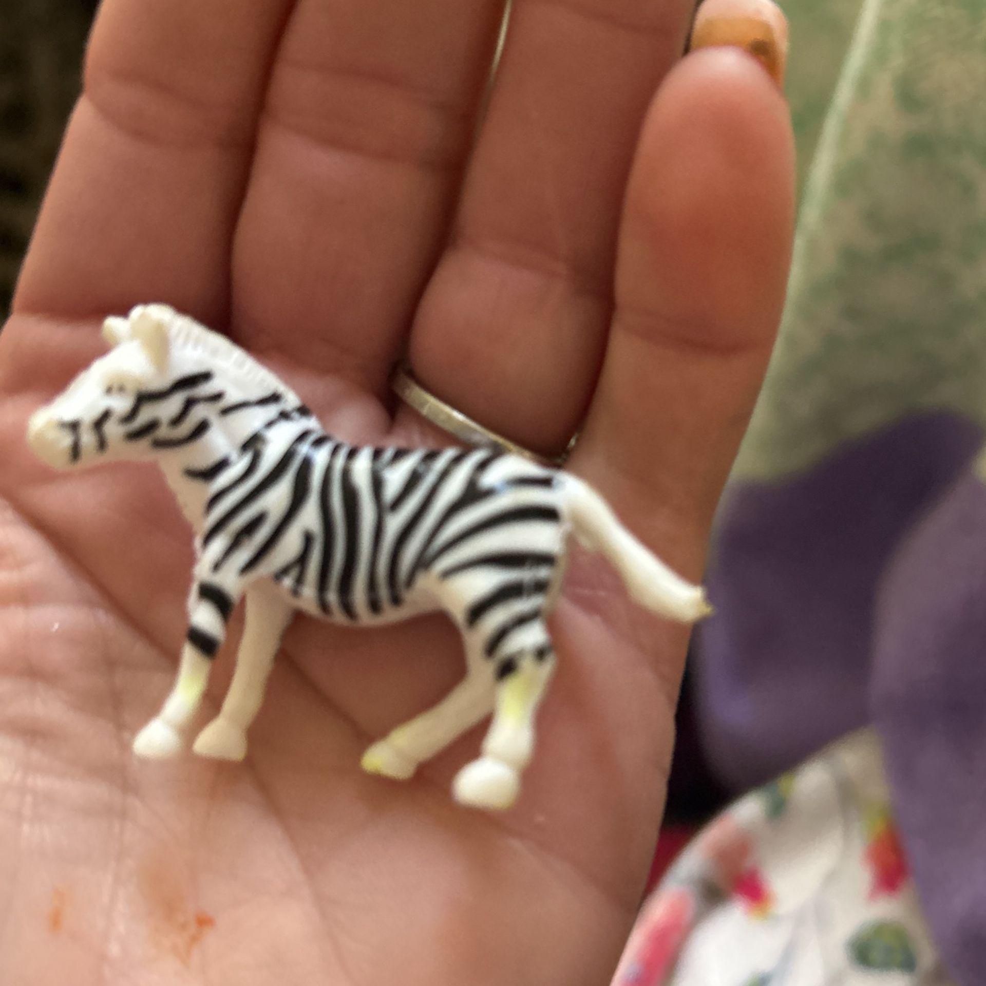 Miniature Zebra Fits In The Palm Of Your