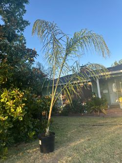 Queen Palm