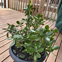 2’ Healthy Lush Jade Plants in 1’ Decorative Pot