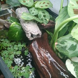 Water Lettuce Floating Aquarium Plants, Aquatic Plants