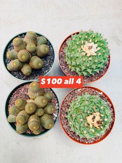 $100 for 4 cactus