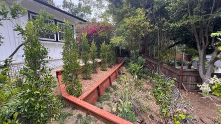6’ ficus hedges - $0-20