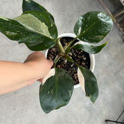 White Knight Philendendron