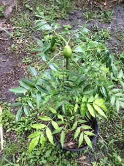 June plum -jobos - yam whrite - yautia white - bananas .