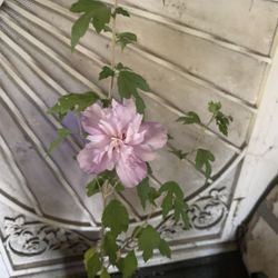 Hibiscus Flower Plant 