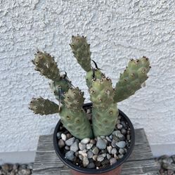 Rare Paper Spine Cactus 