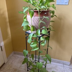 Large Neon Pothos  House Plant in a Ceramic Planter Pot with Drainage