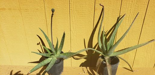Aloe Vera/Desert Plants