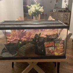 Lizard Or Reptile Terrariam