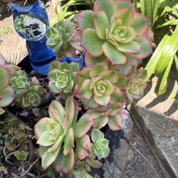 Succulents