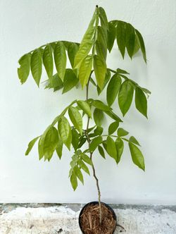 Ice Cream Bean Tree