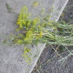 Free Stalks Of Dill