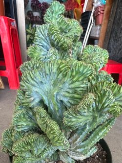 Rare cactus “Mrytillocactus Crested (10”) pot