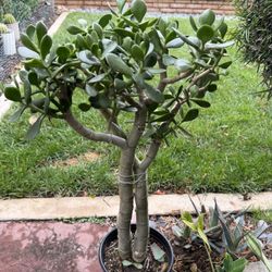 Tall Jade Plants 
