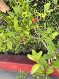 Red Ruby pomegranate fruit tree plant
