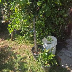 Avocado Trees