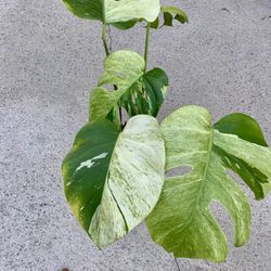 Monstera Deliciosa x Borsigiana Mint