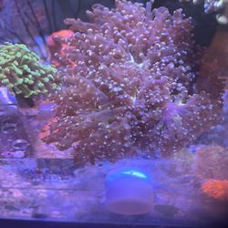 Octospawn Coral