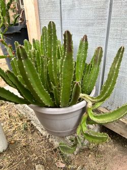 Succulent plant