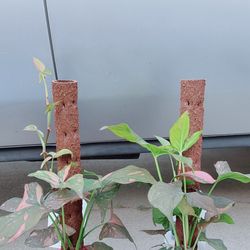 Falling Arrows “ Pink Splash “ Syngonium Plants 🪴 $25 each
