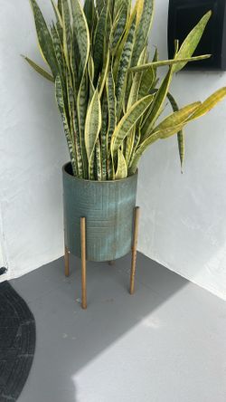 Beautiful Contemporary Planter and Snake Plant ( Medium Size) Like New!!!