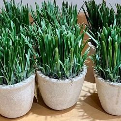 Decorative Grass Potted Plants 